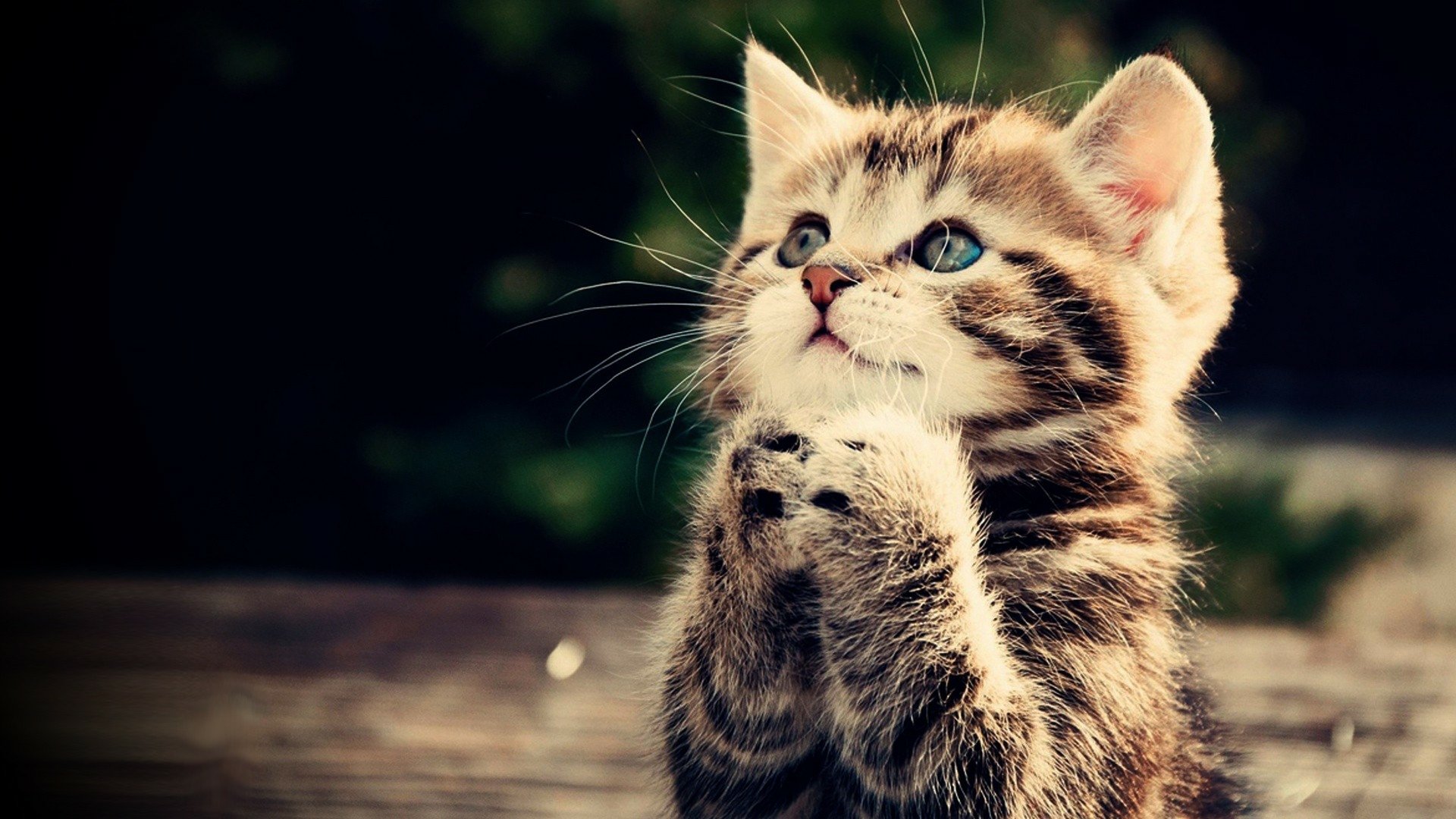 baby katzen kaufen baby katzen kaufen