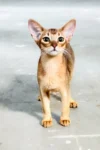 Abessinier katze kaufen