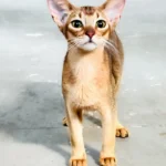 Abessinier katze kaufen