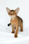 Abessinierkatze kaufen