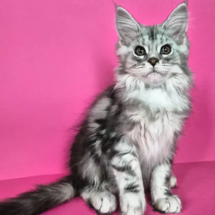 Maine Coon Kitten Kaufen
