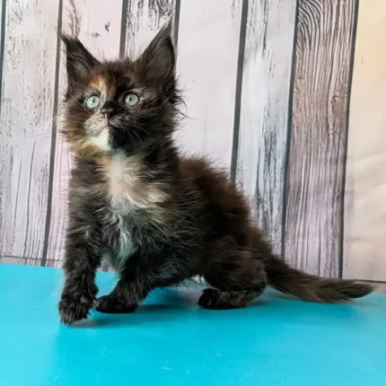 Maine Coon Katze Kaufen