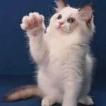 Ragdoll Katze Kaufen