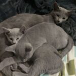 Russisch Blau Kitten Kaufen