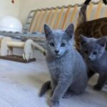 Russisch blau kaufen