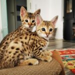 Savannah Katze Kaufen