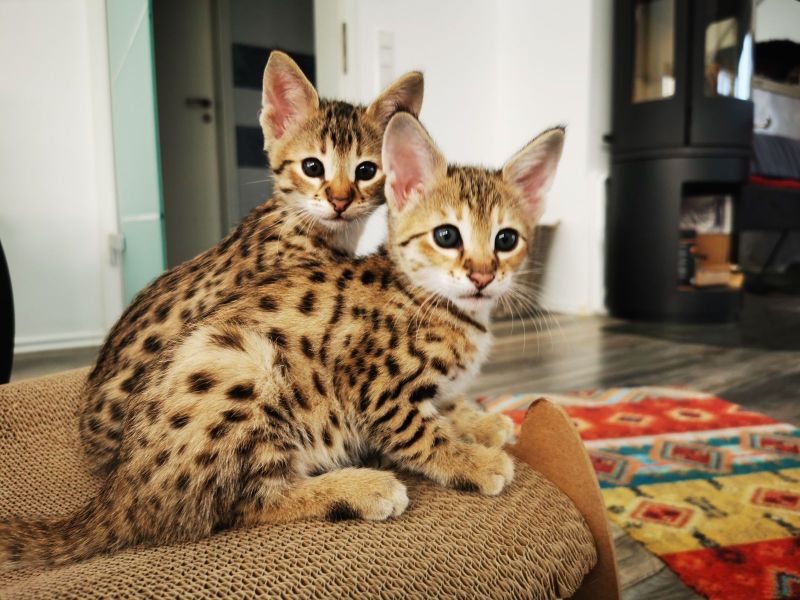 Savannah Katze Kaufen Savannah Katze Kaufen