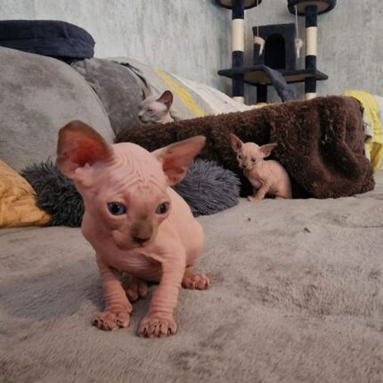 Sphynx Kitten Kaufen