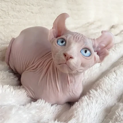 Sphynx Katze Kaufen