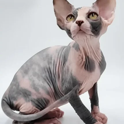Sphynx Kaufen Deuschland